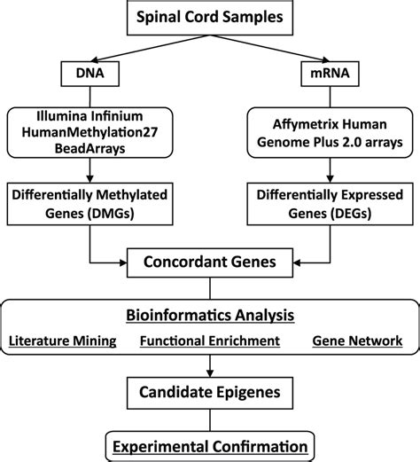 Dna Vs Rna Chart A Visual Reference Of Charts Chart Master