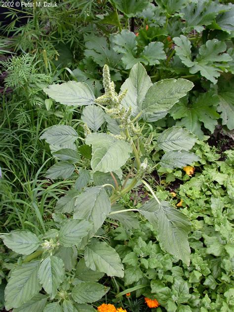 Amaranthus Retroflexus Redroot Pigweed Minnesota Wildflowers