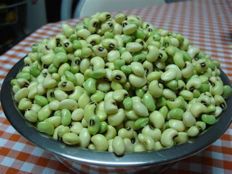 Feijão verde 24 benefícios tipos nutrientes receitas