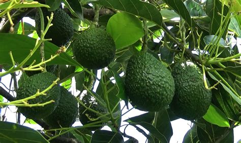 En el Huila el negocio del aguacate Hass está en manos de pequeños