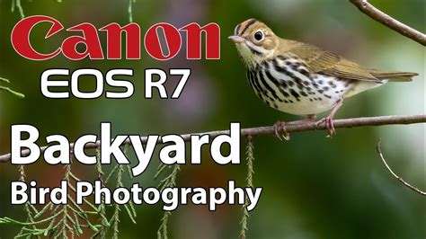 Canon R7 Backyard Bird Photography With 100 500mm 800mm Lenses YouTube