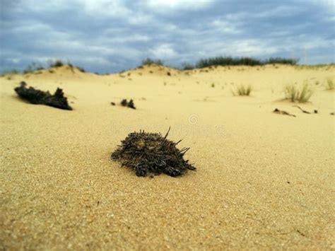 Vegetation in the desert stock photo. Image of dune - 158358790