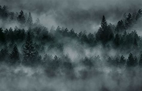 Premium Photo | Foggy dark forest. fog, smog. Wild forest nature, forest landscape. Dark forest ...