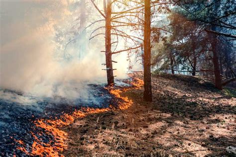 Los Incendios Forestales En El Planeta Fueron Devastadores