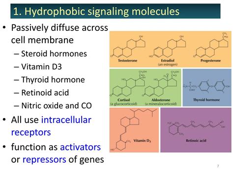 PPT - Cell Signaling I Signaling molecules and their receptors PowerPoint Presentation - ID:5777182