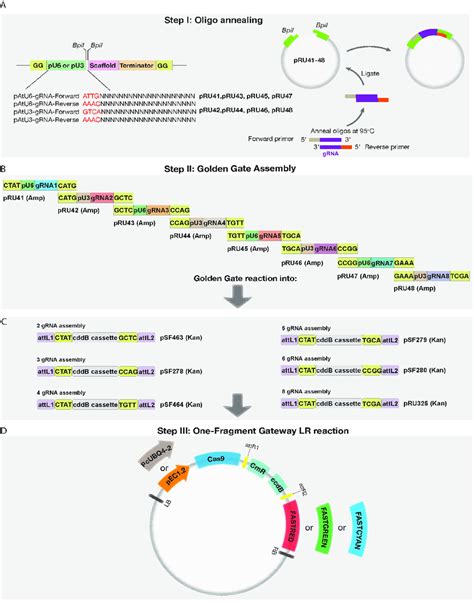 Crispr Cas Cloning Strategy A Oligo Annealing Based Cloning Of Chosen