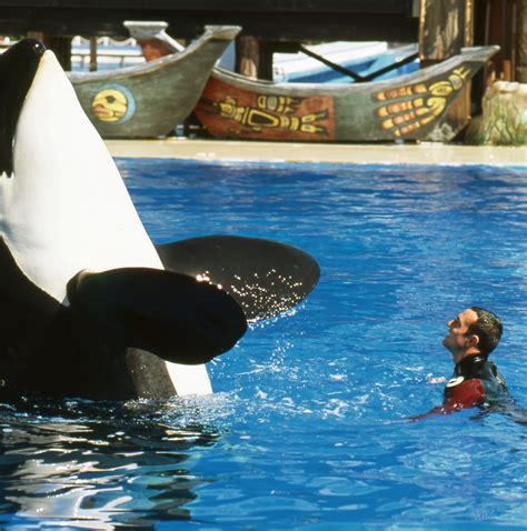 I trained killer whales at SeaWorld for 12 years. Here’s why I quit. | Vox
