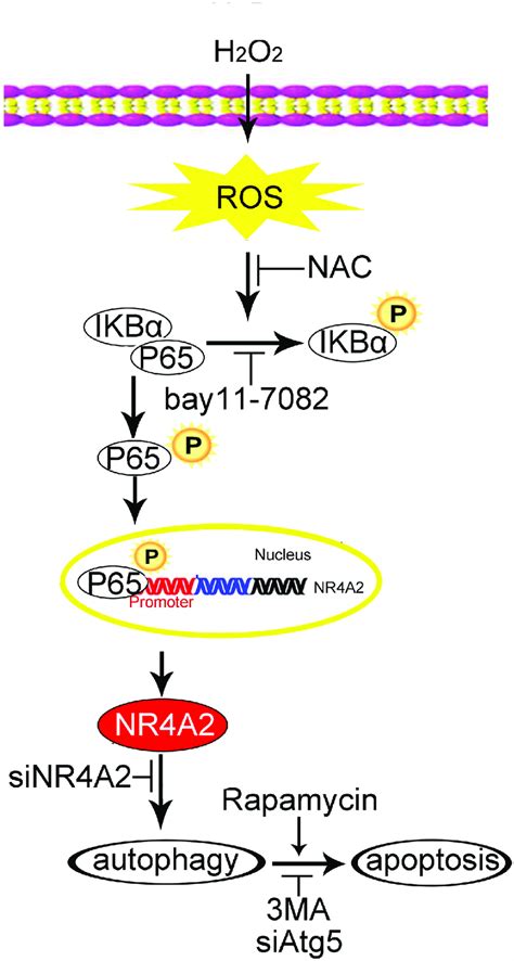 The Graphic Image Shows That H 2 O 2 Induced Autophagy Dependent