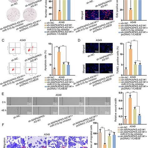 Mapkapk As Regulates Nsclc Progression Via Mir P Cab Axis A