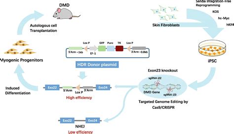 Effective Restoration Of Dystrophin Expression In IPSC Mdx Derived