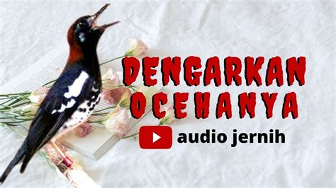 ANIS KEMBANG NGEPLONG Cocok Untuk Pancingan Anis Kembang Ngeriwik