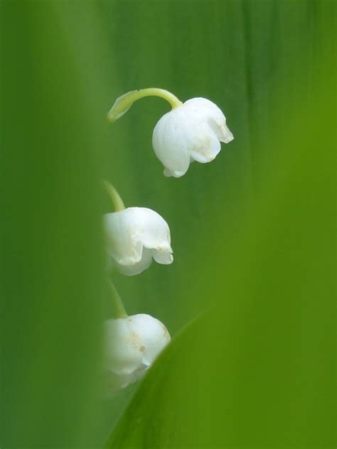 Fleurs De Muguet Images Photos Gratuites Images Gratuites Et Libres