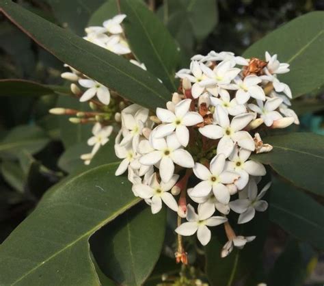 Acokanthera Oppositifolia Cjm Tree Growers