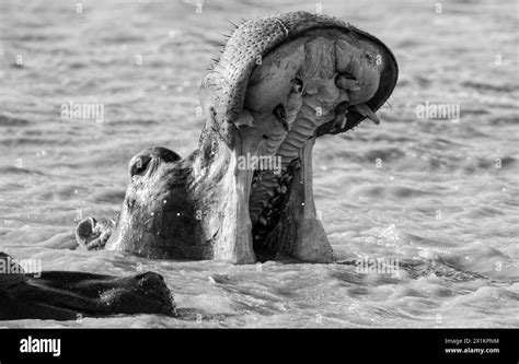 Hippo in Southern African habitat Stock Photo - Alamy