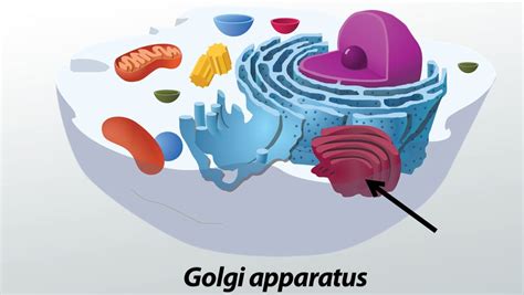 What Is Golgi Apparatus List Its Functions