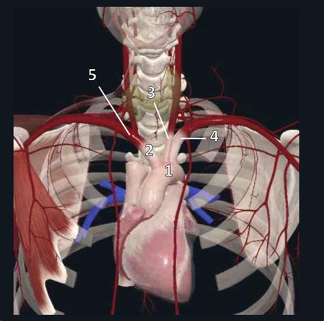 Branches Of Aortic Arch Diagram Quizlet