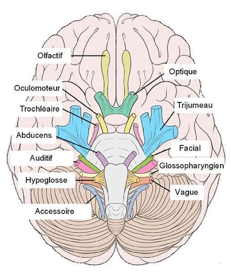 The Frontal View Of The Human Brain With Labels In Russian And English