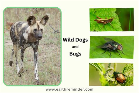 What Do Wild Dogs Eat? Vegetables Or Meat? | Earth Reminder