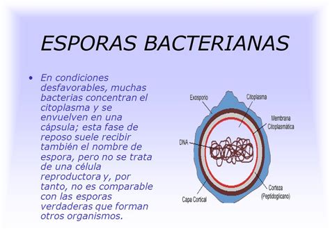 Formación De Endosporas En Bacterias