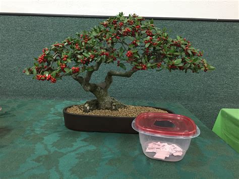 Yaupon Holly - San Diego Bonsai Club