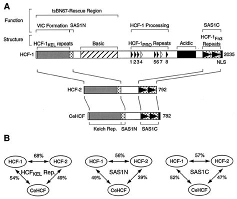 Hcf Proteins Share Sequence Similarity In The Amino And Download Scientific Diagram