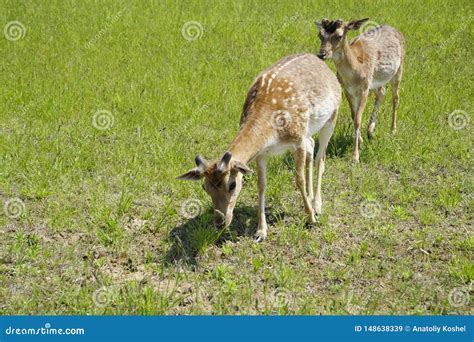 Spotted Deer Graze On The Field Spring May Sunny Day Wild Animals