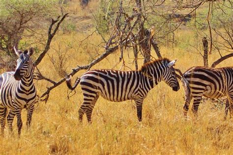 Tripadvisor 3 tägige Mittelklasse Safari in der Serengeti und im