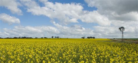 Canola essentials - growing a successful canola crop | Agriculture and Food