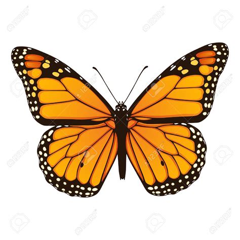 Monarch Butterfly Outline | Free download on ClipArtMag