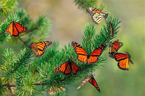 Monarch Butterfly Migration Is Simply Magical - Birds and Blooms