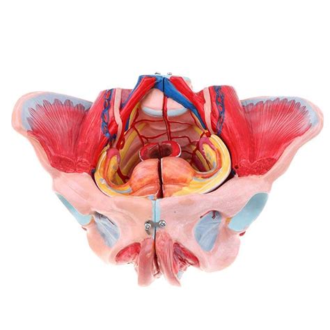 Buy Zamax Study Model Female Pelvis Anatomical Model Pelvis And