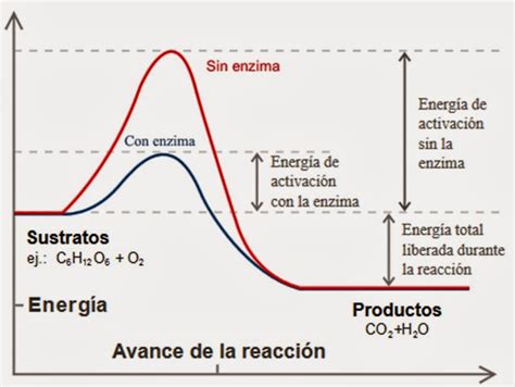 Enzimas I Introducción Apuntes De Bioquímica