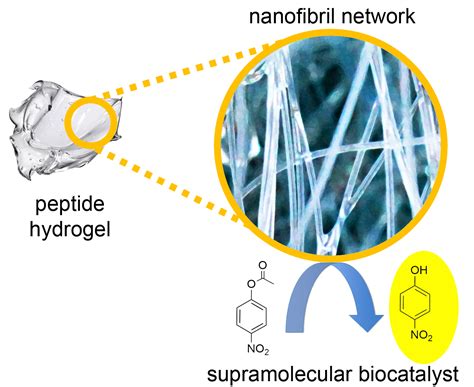 Molecules Free Full Text Biocatalysis Of D L Peptide Nanofibrillar