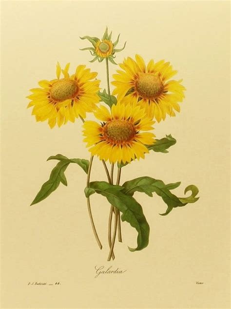 Helianthus annuus (sunflower) : BotanicalIllustration