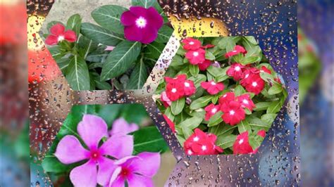 Plant Of The Day Vinca Rosea Or Periwinkle🌸🌱 Tips Care Guide Youtube