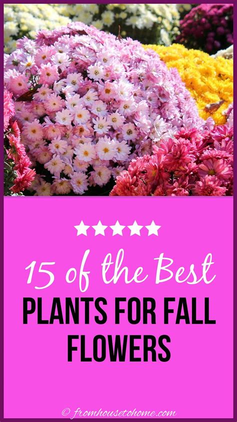 Fall Perennials Shrubs 15 Of The Best Plants For Fall Flowers Artofit