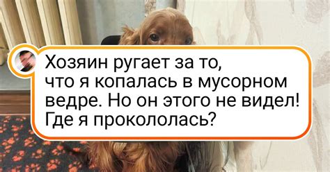 20+ фотодоказательств того, что у владельцев собак, что ни день, то ...