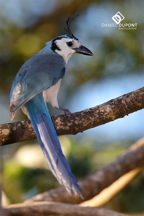 Les Oiseaux Du Costa Rica