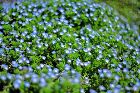 Обои Цветы Немофилы, вероники, обои для рабочего стола, фотографии ...