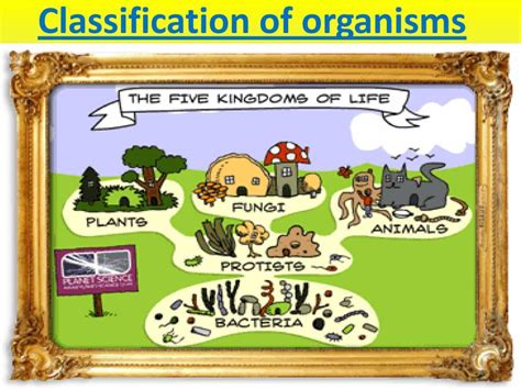 Classification Of Living Things 5 Kingdoms