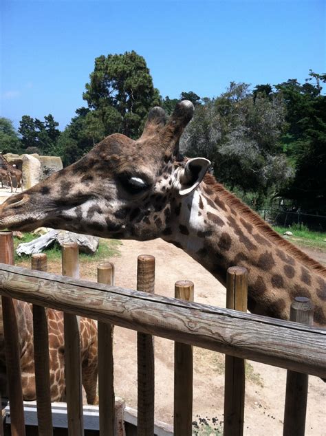 Santa Barbara Zoo Santa Barbara Zoo Giraffe Santa Barbara