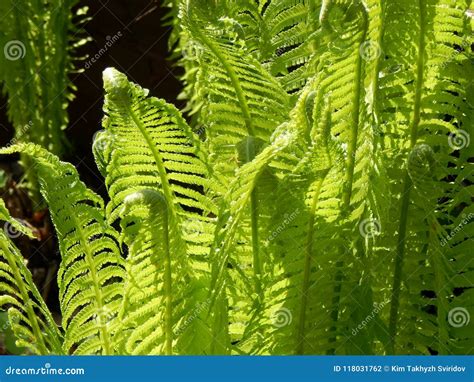 Hojas Verdes Del Helecho En La Luz Del Sol Foto De Archivo Imagen De