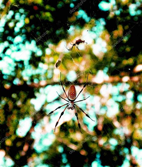 Florida Golden Silk Spider Tendida En Una Red En Un Parque 2022