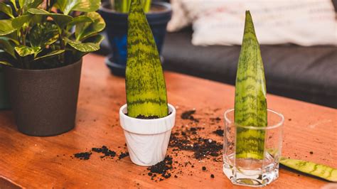 How To Grow Snake Plant From Cutting Snake Poin