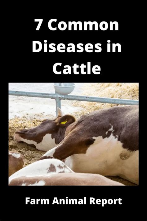 Common Diseases In Cattle