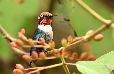 Cuba – Endemic Birds