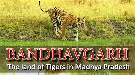 Bandhavgarh Madhya Pradesh India Bandhavgarh National Park The Land Of Tiger Travel Video