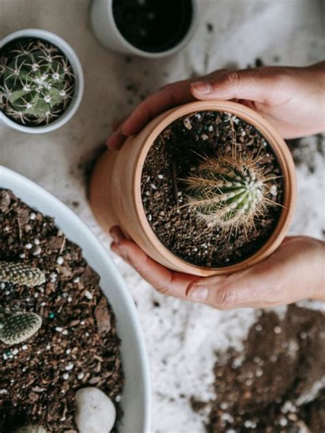 Best Soil for Cactus In Pots - A Growers Guide to Hardy Potted Plants - Days in Garden