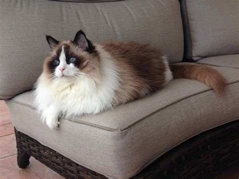 Cinnamon - Ragdoll of the Week - Floppycats™