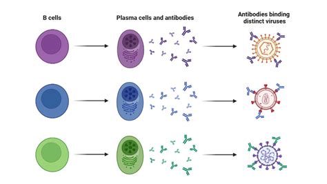 Plasma Cells | BioRender Science Templates